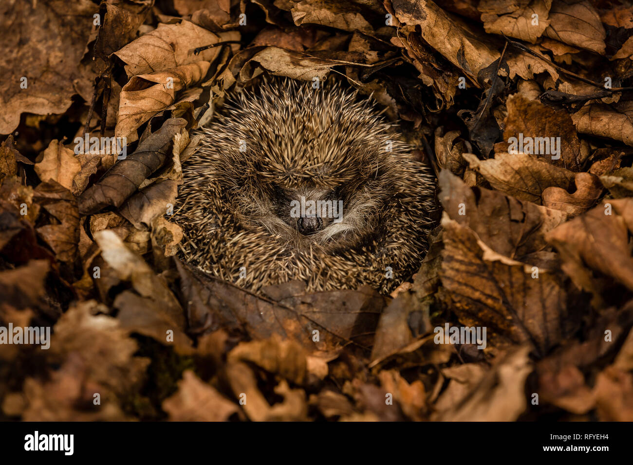 Hedgehog, wild, native, European hedgehog in natural woodland habitat and hibernating in golden brown Autumn or fall leaves.  Landscape, Horizontal Stock Photo