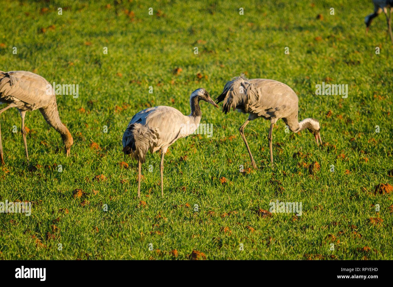 Common crane, Eurasian crane, in fields near Fuente de Piedra, Spain. Stock Photo