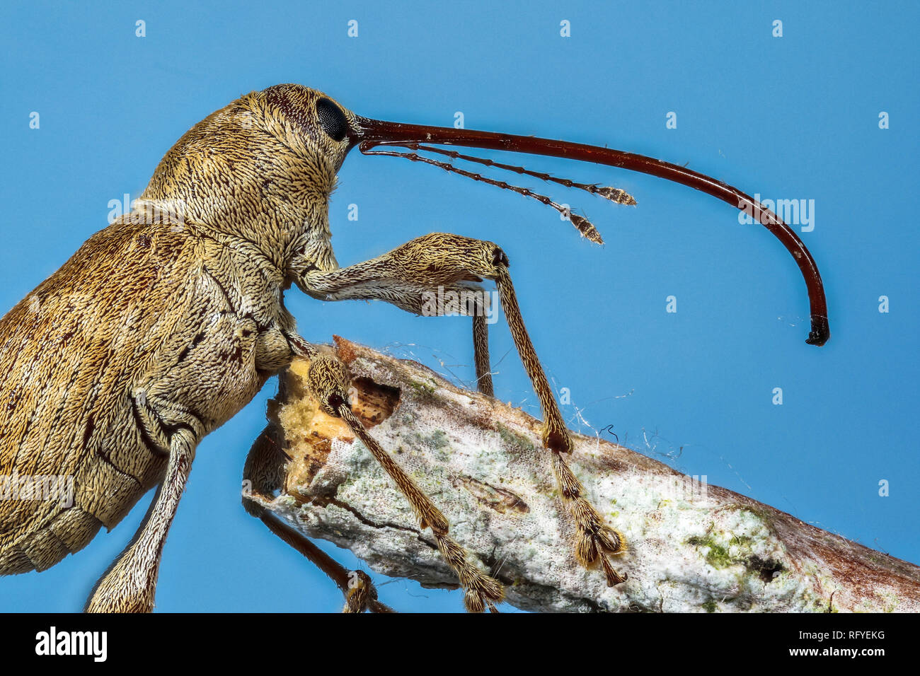 elephant weevil focus stacked to show rostrum and scales macro Stock Photo