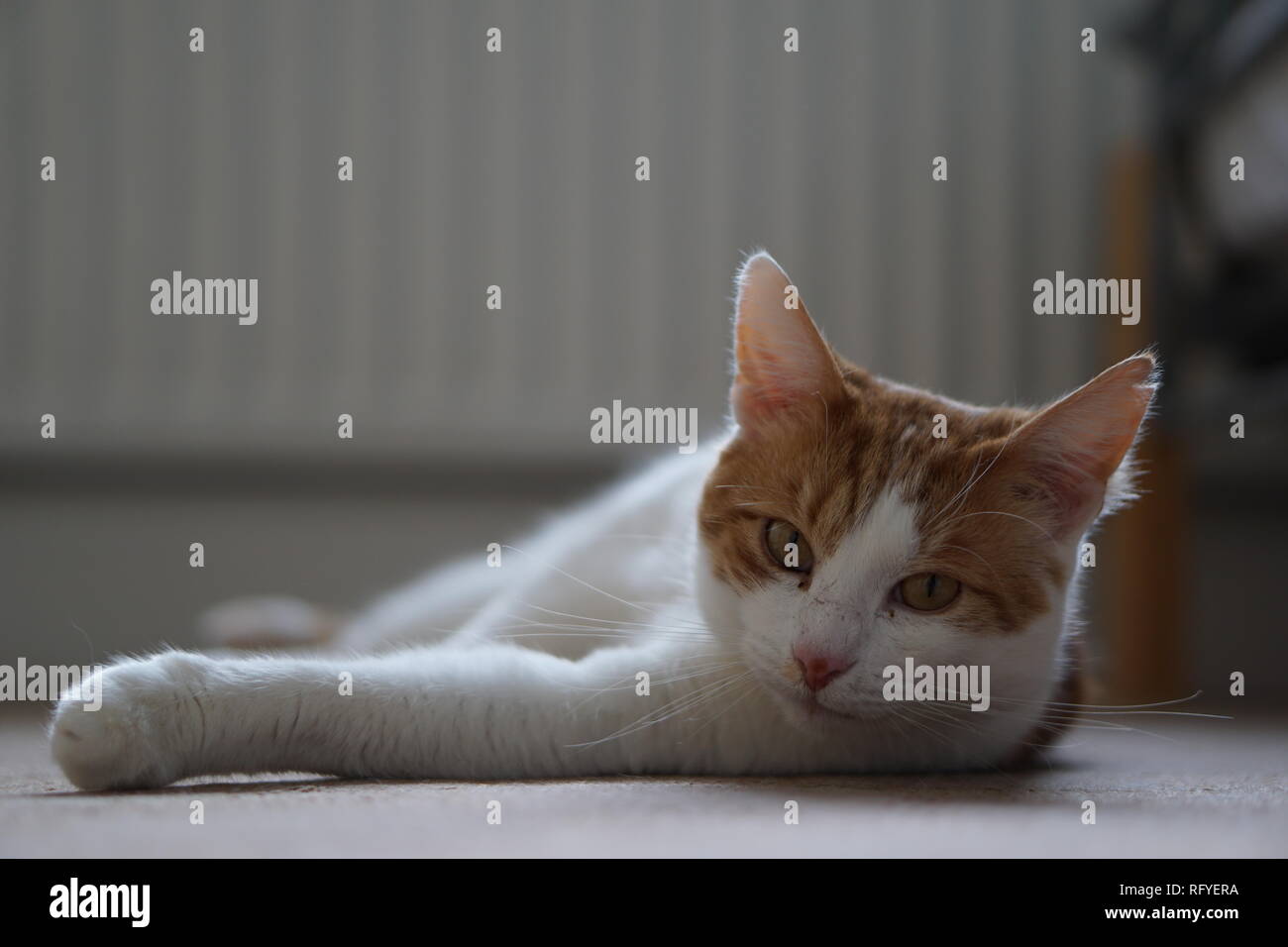 White & Ginger Cat Stock Photo Alamy