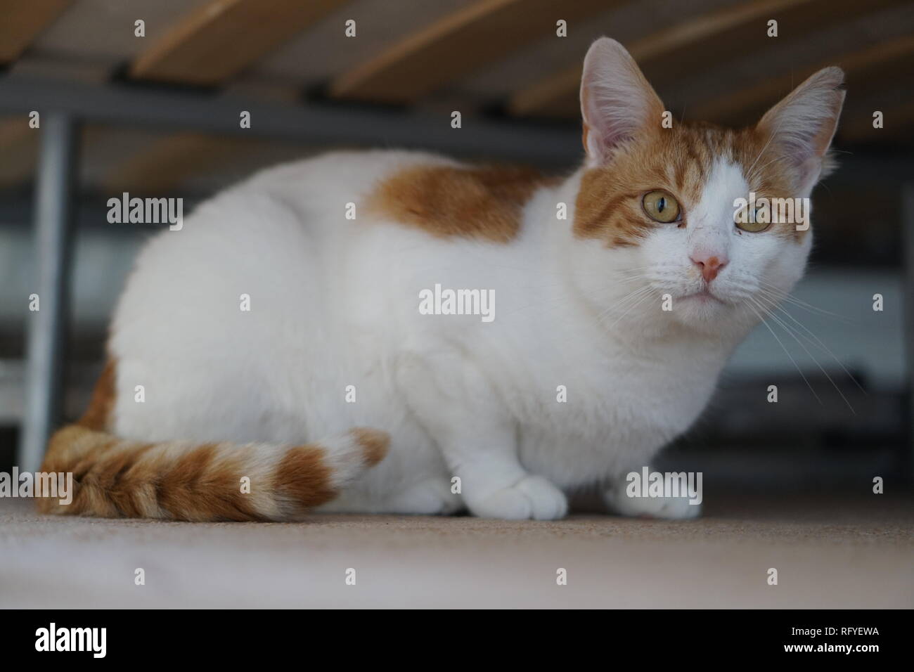 White & Ginger Cat Stock Photo Alamy