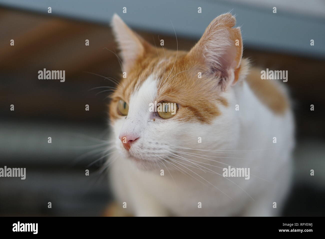 White & Ginger Cat Stock Photo Alamy
