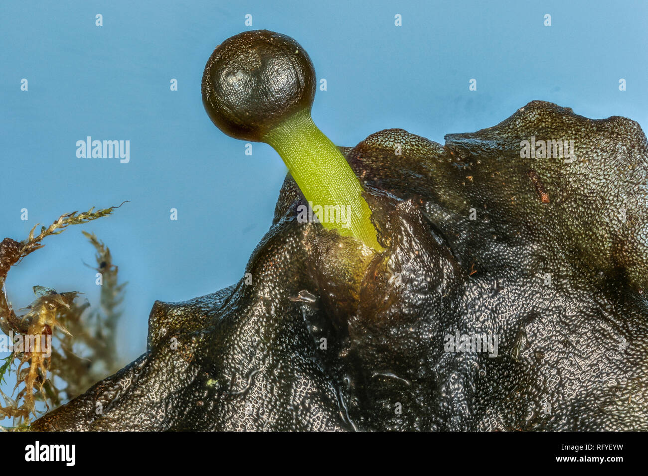 Sporangium spore structure emerging from a liverwort plant Stock Photo