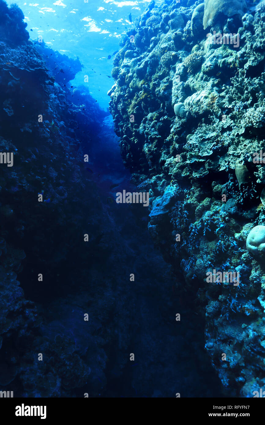 Underwater Canyon in the Great Barrier Reef of Australia Stock Photo