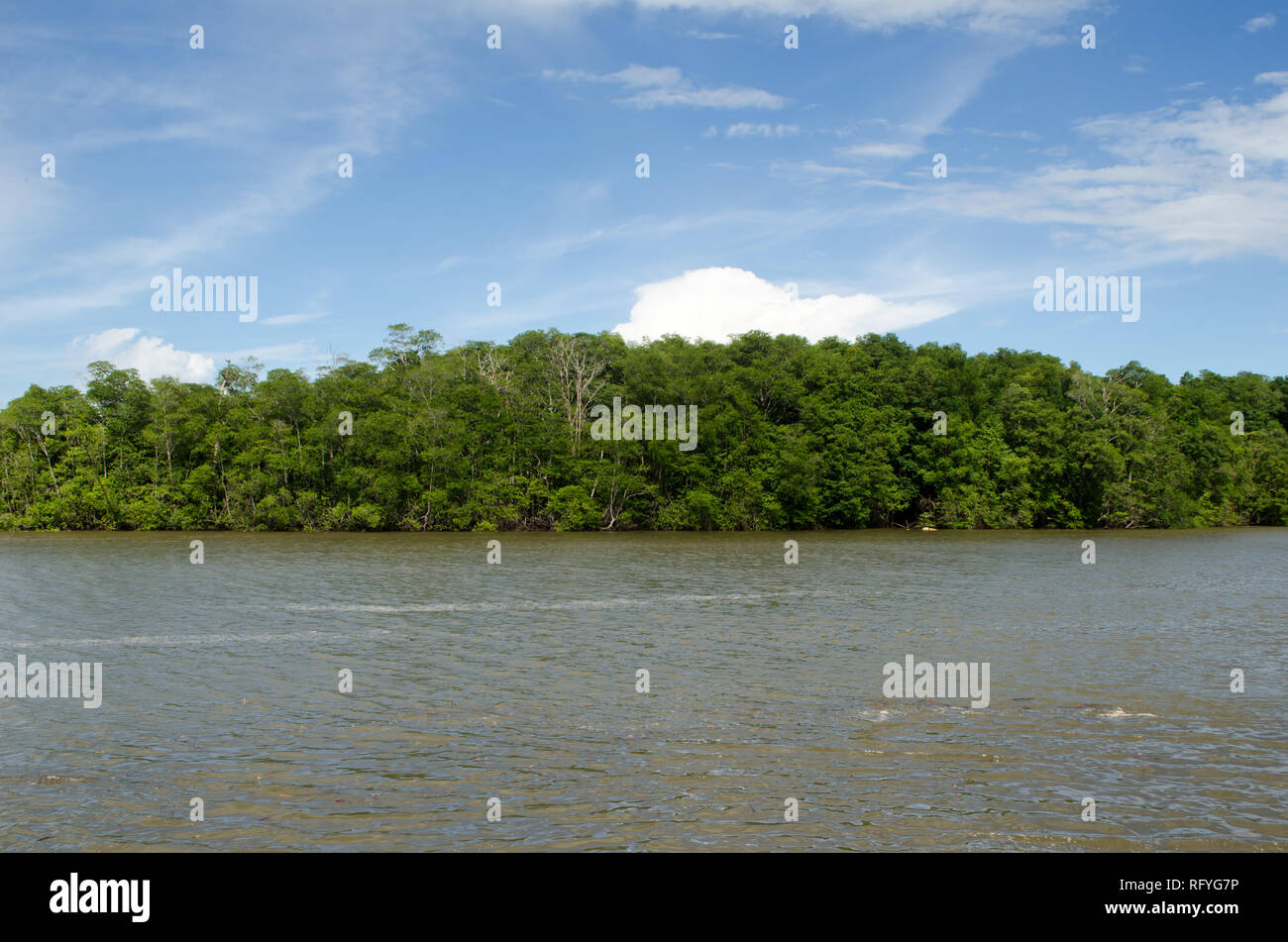 Typical tropical rainsforest around the Gatun Lakes Stock Photo