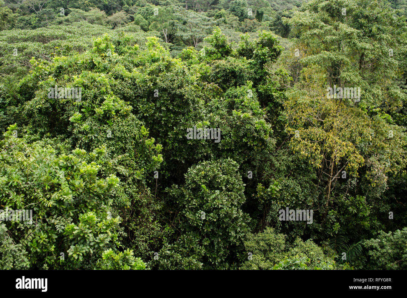 Rainforest canopy at Soberania National Park Stock Photo