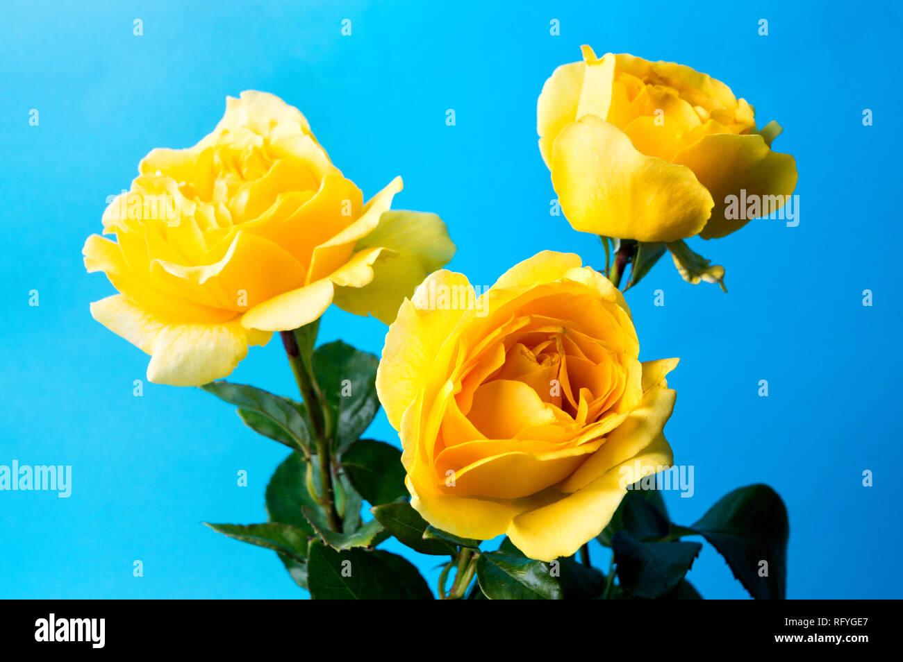 Yellow roses against a turquoise blue background Stock Photo