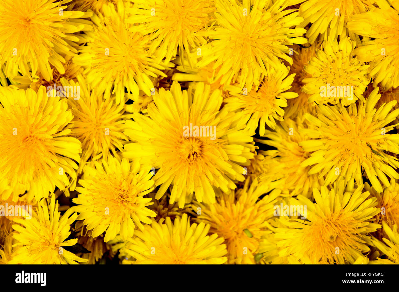 Background dandelion hi-res stock photography and images - Alamy