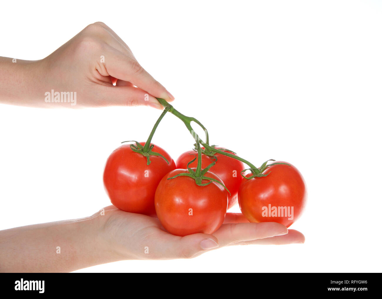Young female hands holding a bunch of vine ripe tomatoes on the vine