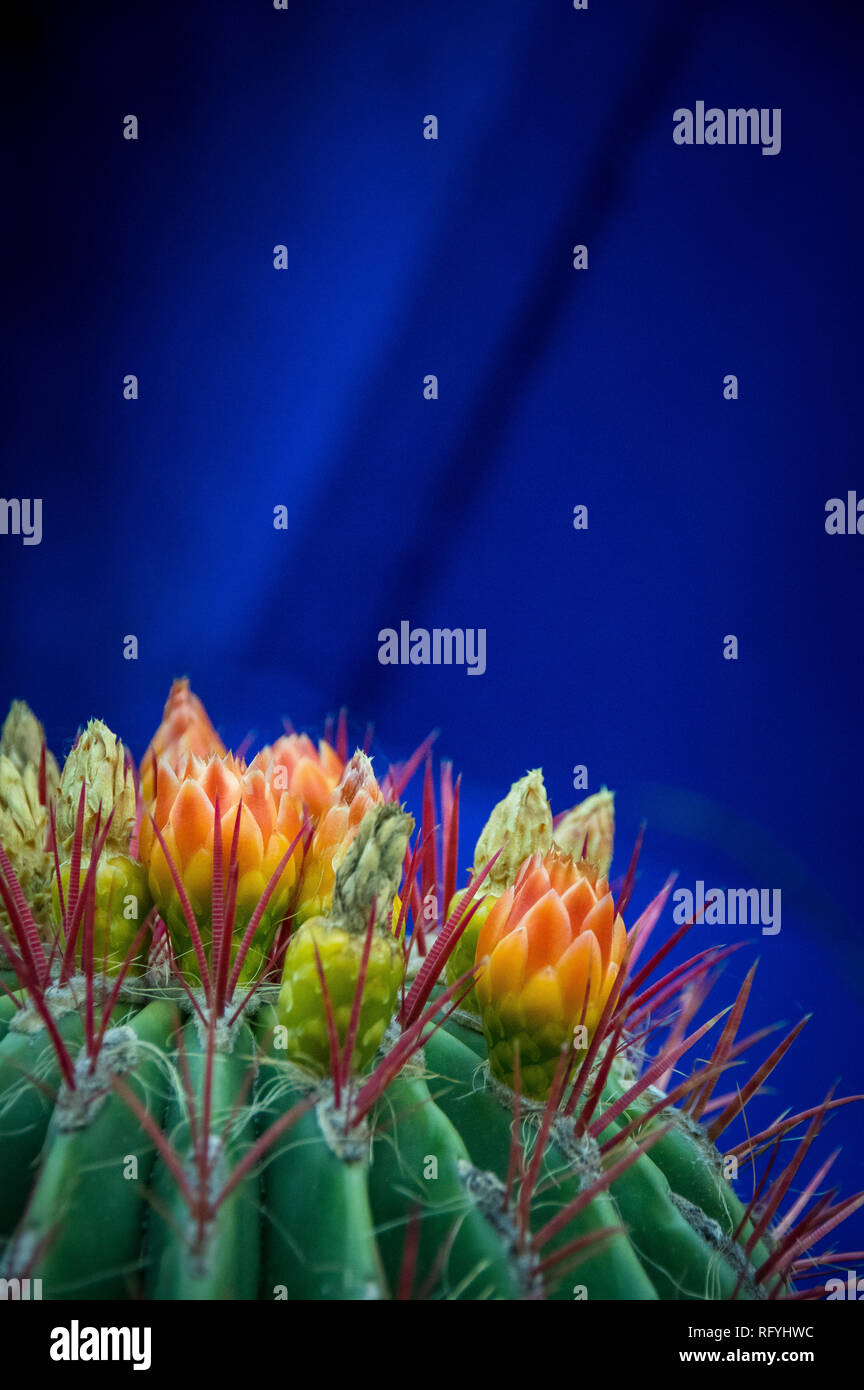 Cactus with flowers on blue background Stock Photo
