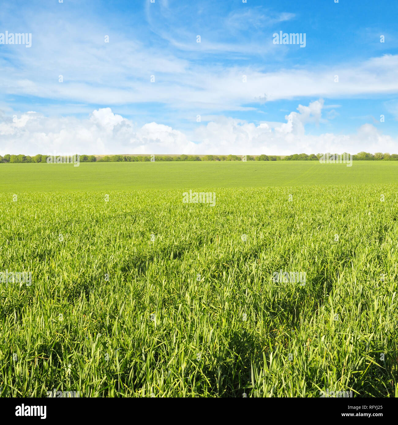 green field and blue sky with clouds Stock Photo - Alamy