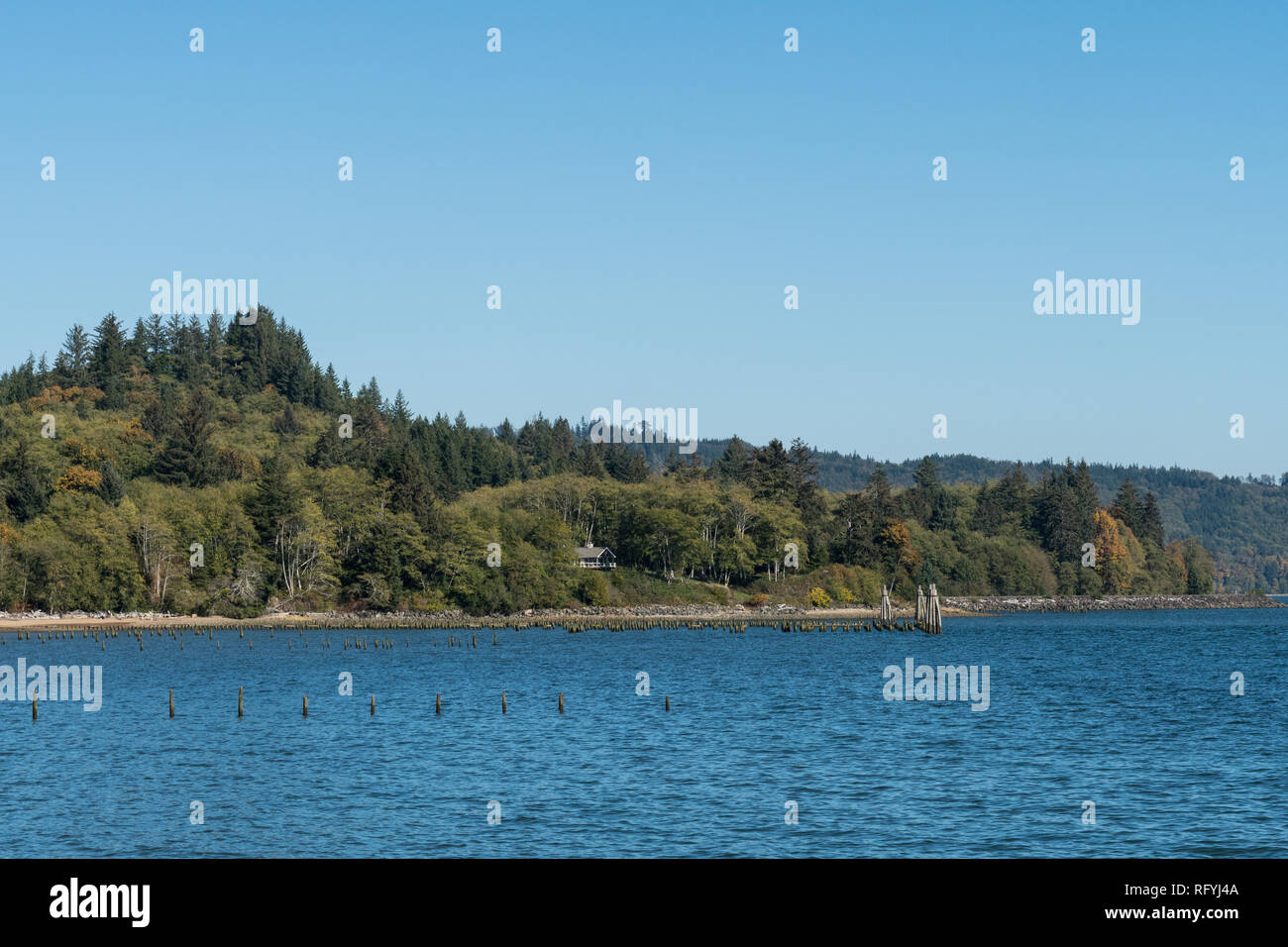 Sticks sticking out of the brackish water of a marsh near Astoria ...