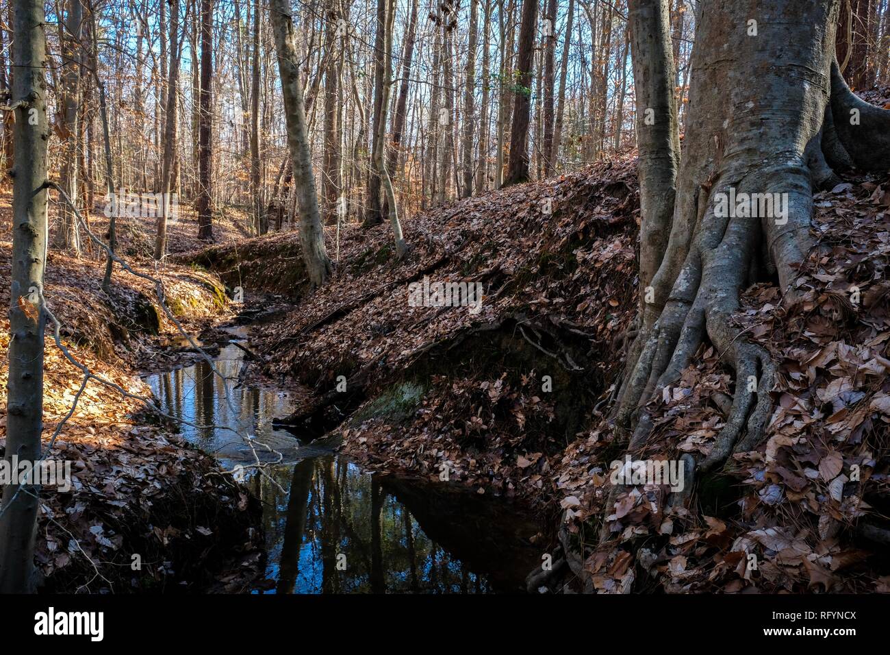 A lazy stream trickles through the forest at Crowder County Park in