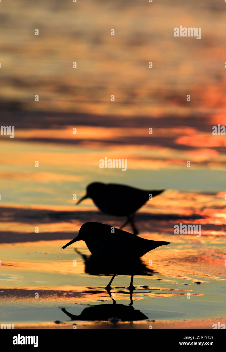 Two shorebirds are silhouetted against an orange sunset near Canon Beach, Oregon Stock Photo
