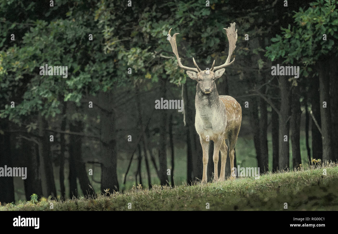 fallow deer.jpg - RG00C1 Stock Photo