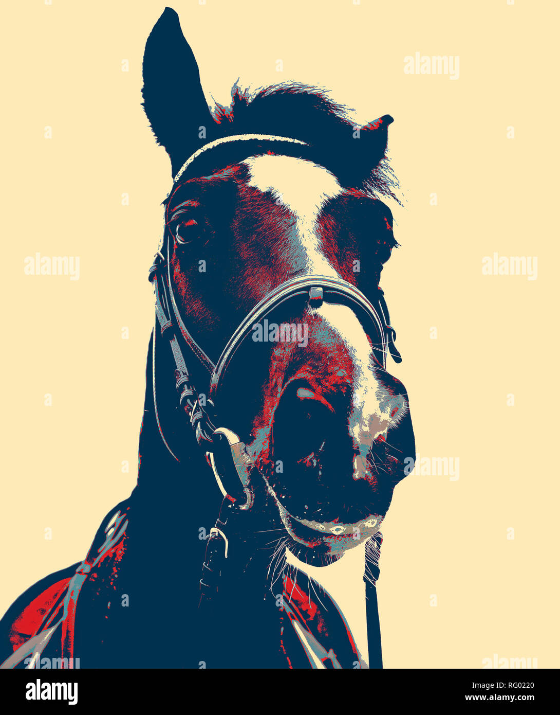 Horse equestrian hi-res stock photography and images - Alamy