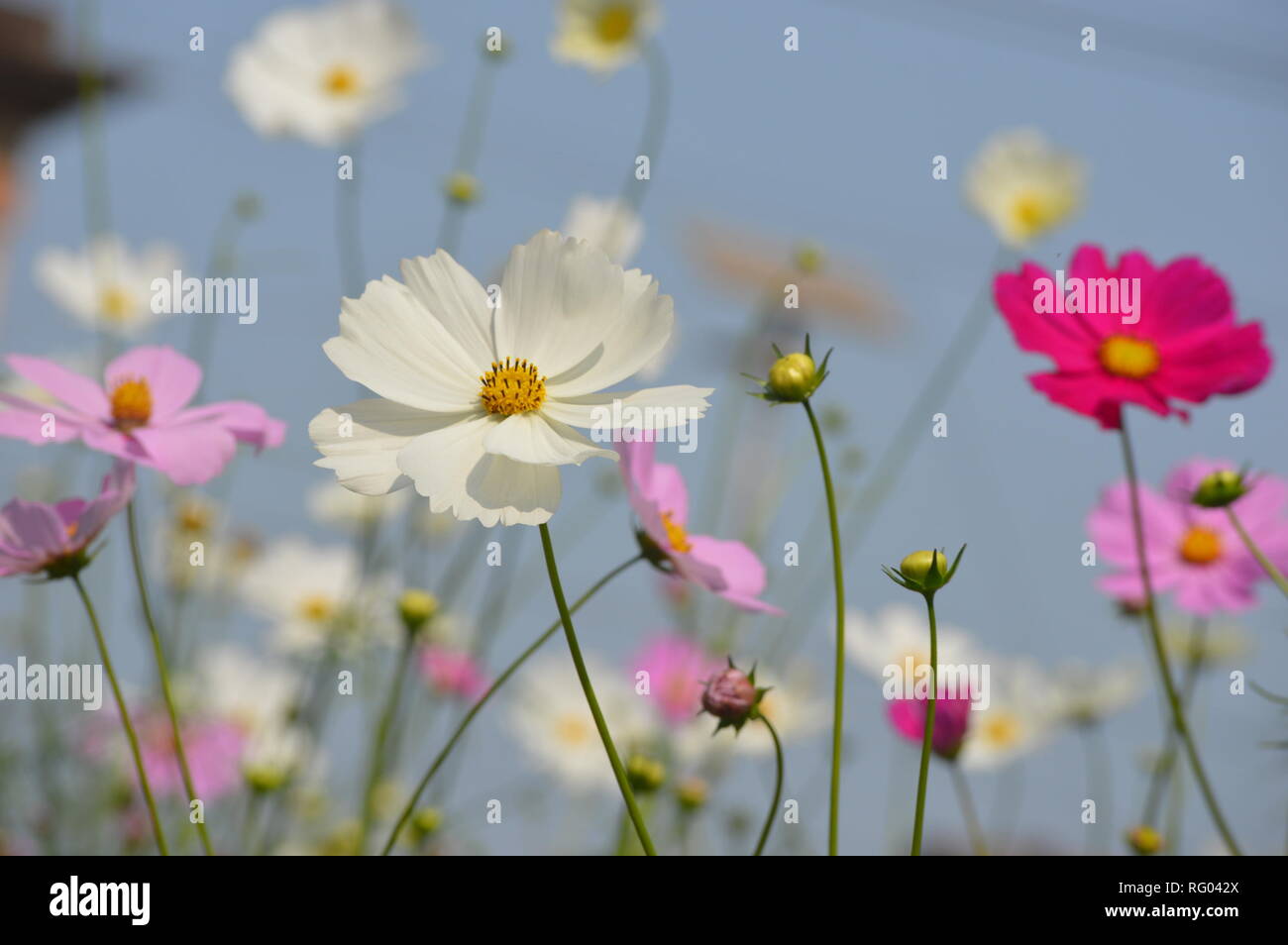 White flower in sunlight Stock Photo