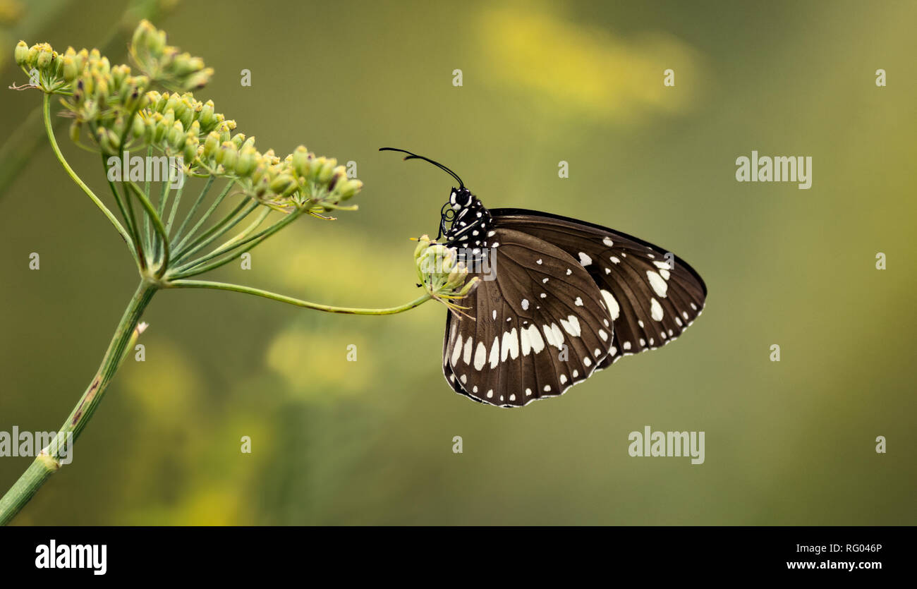 Common crow (Euploea core) butterfly resting on wild parsley. Stock Photo