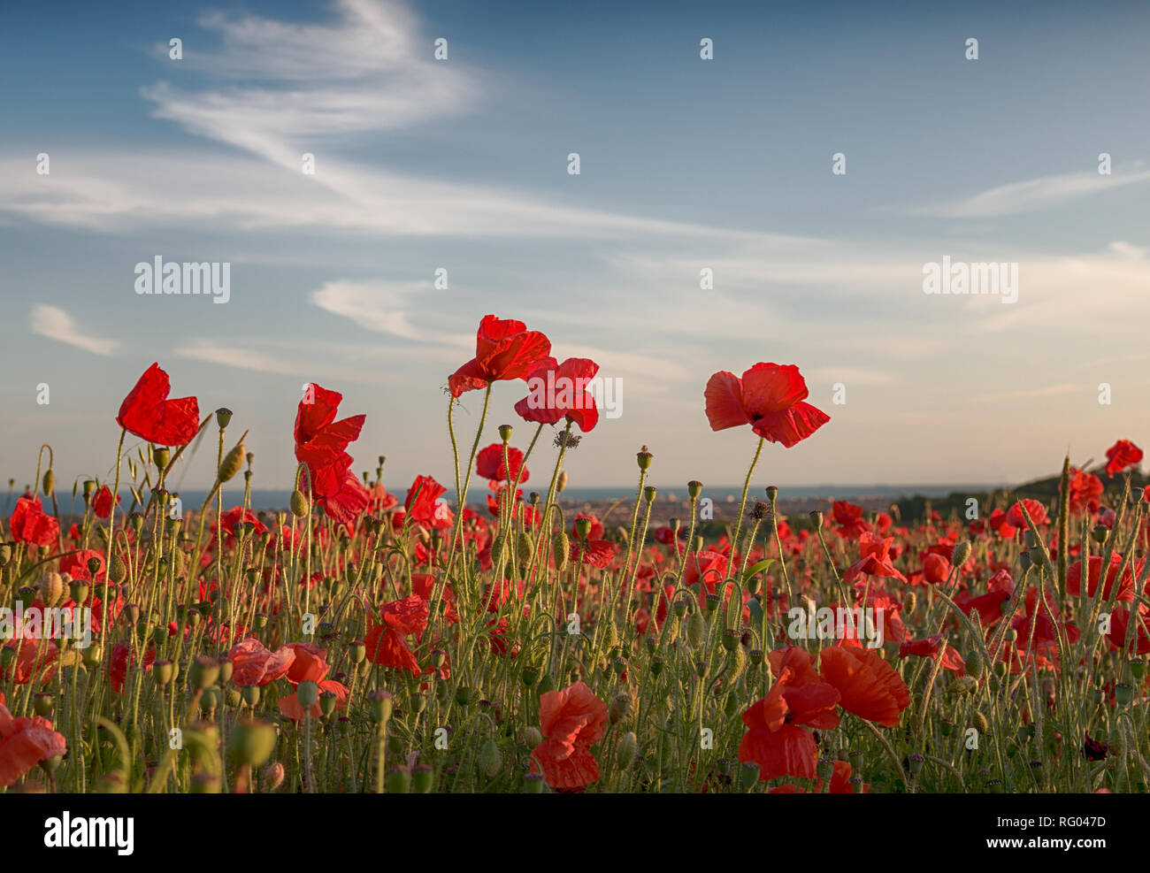 Colourful red poppy filed with wispy clouds in the back ground. Stock Photo