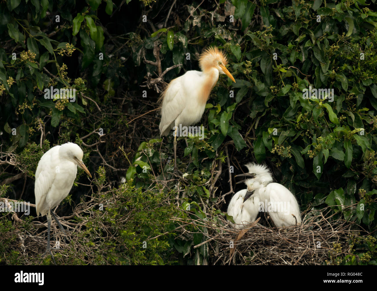 Family of Cattle Egrets nesting in New South Wales, Australia. Stock Photo