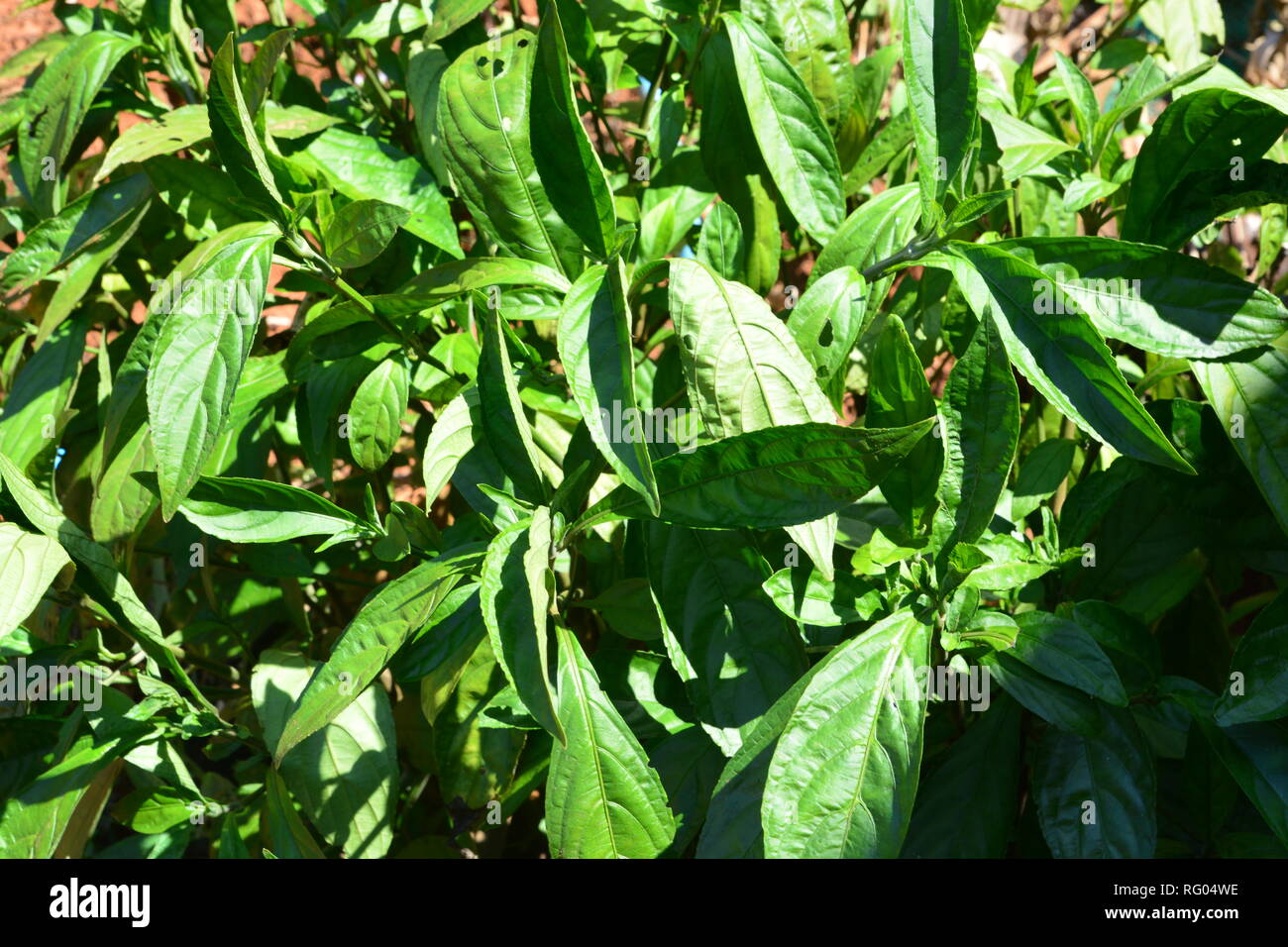 Indigo leafs on tree (Indigofera tinctoria L) Stock Photo