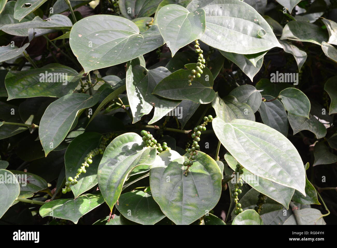 Black pepper plants on an organic pepper farm Kampot, Cambodia. On the plantation Stock Photo