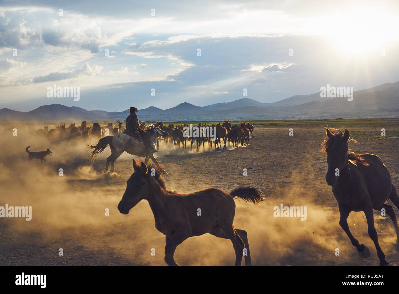 Wild horses in Kayseri (Hörmetçi Village) , Turkey Stock Photo