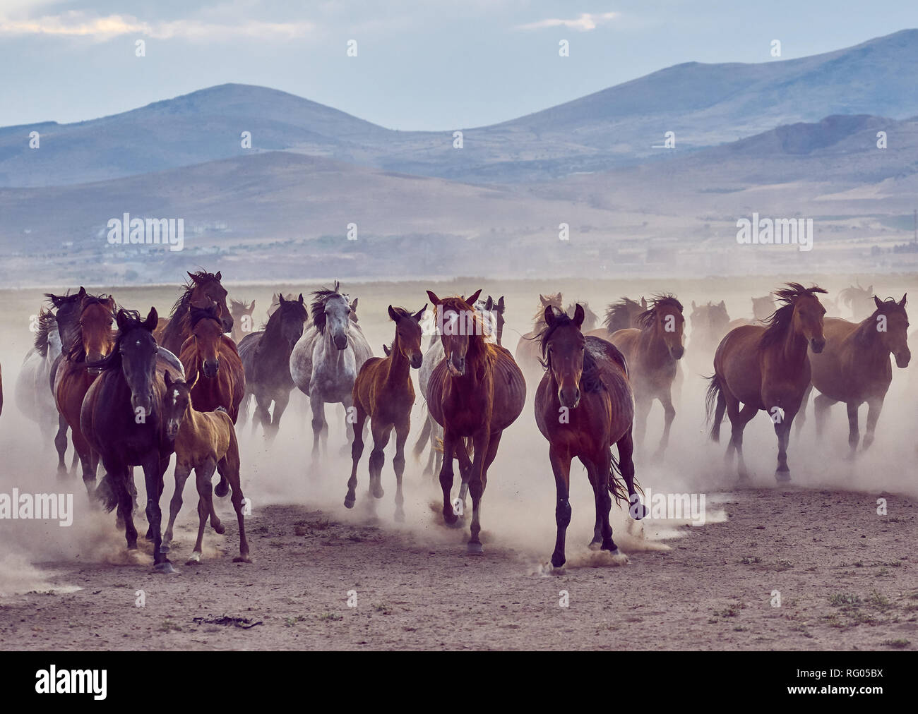 Wild horses in Kayseri (Hörmetçi Village) , Turkey Stock Photo