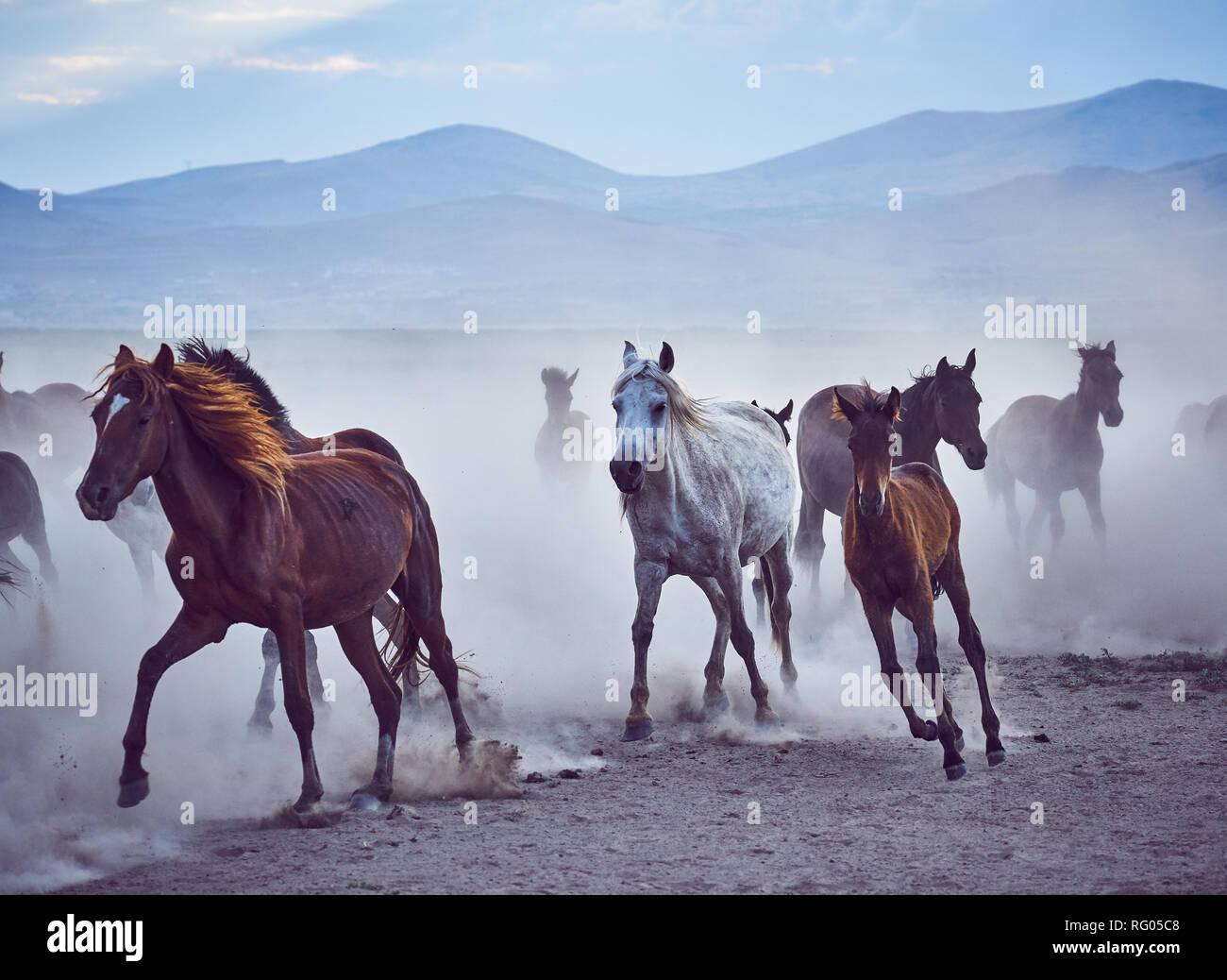 Wild horses in Kayseri (Hörmetçi Village) , Turkey Stock Photo