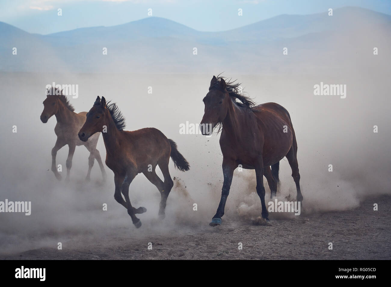 Wild horses in Kayseri (Hörmetçi Village) , Turkey Stock Photo