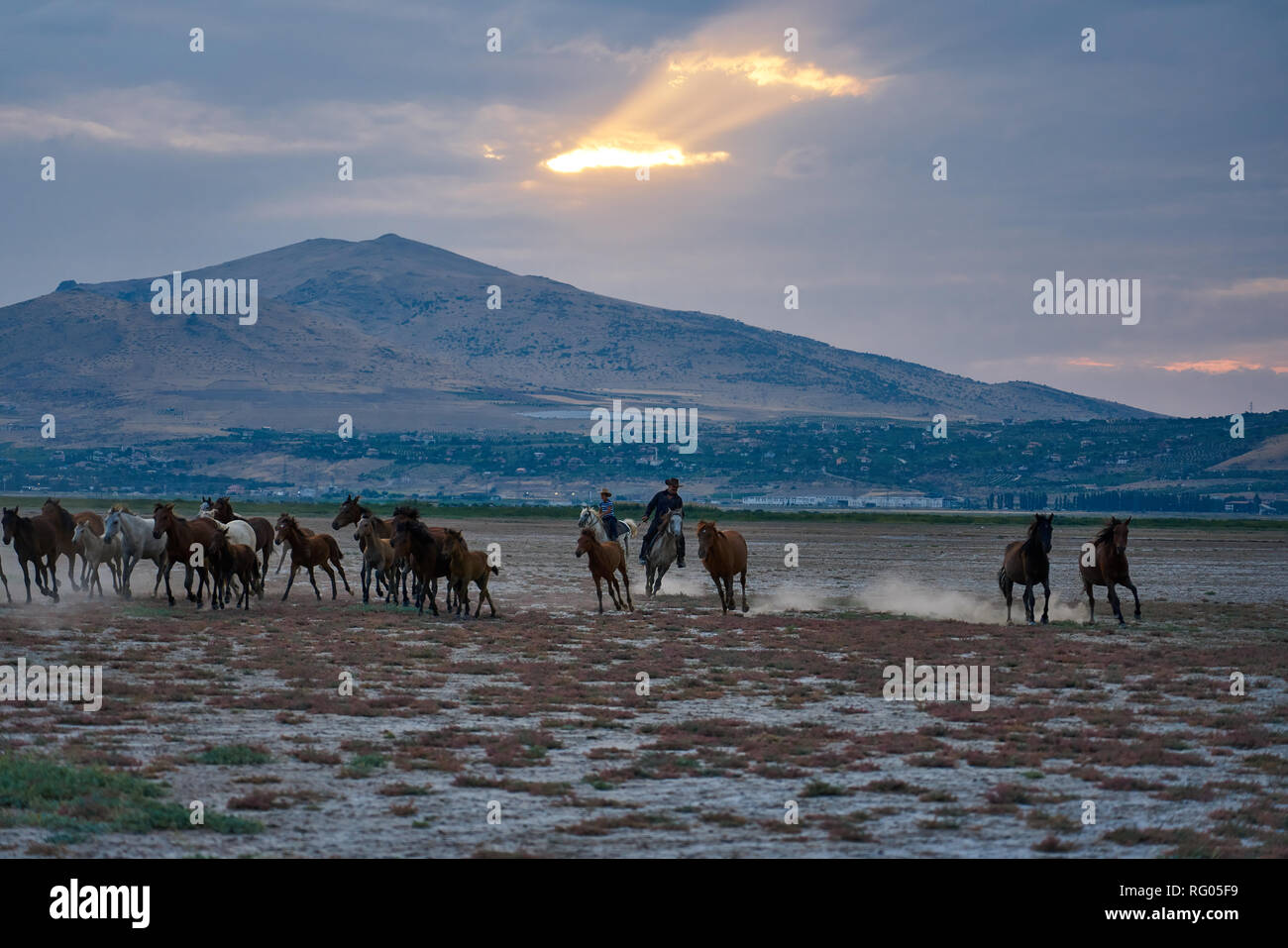 Wild horses in Kayseri (Hörmetçi Village) , Turkey Stock Photo