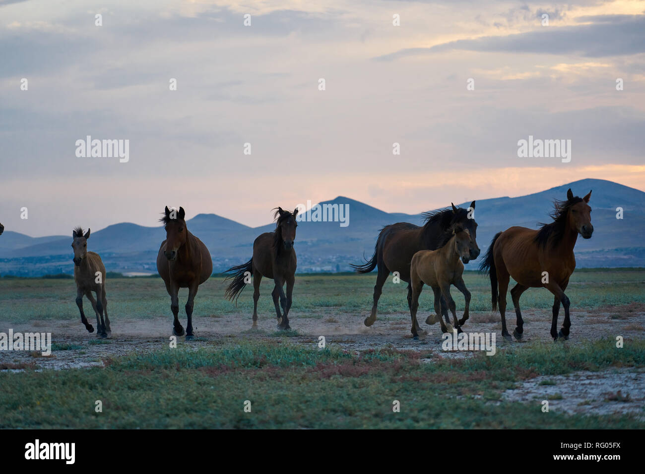 Wild horses in Kayseri (Hörmetçi Village) , Turkey Stock Photo