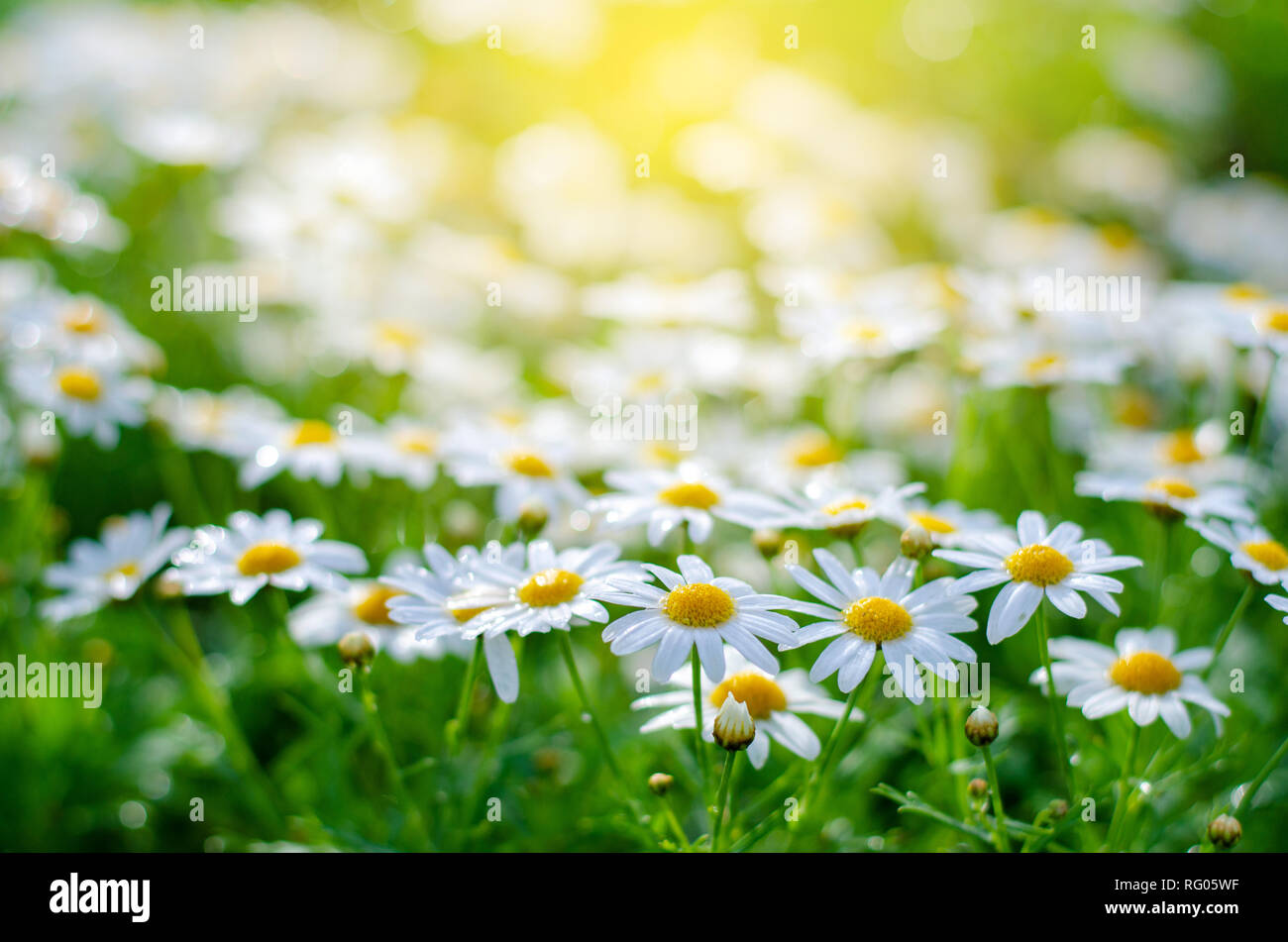 white pink flowers in the green grass fields With the sun shining Stock Photo