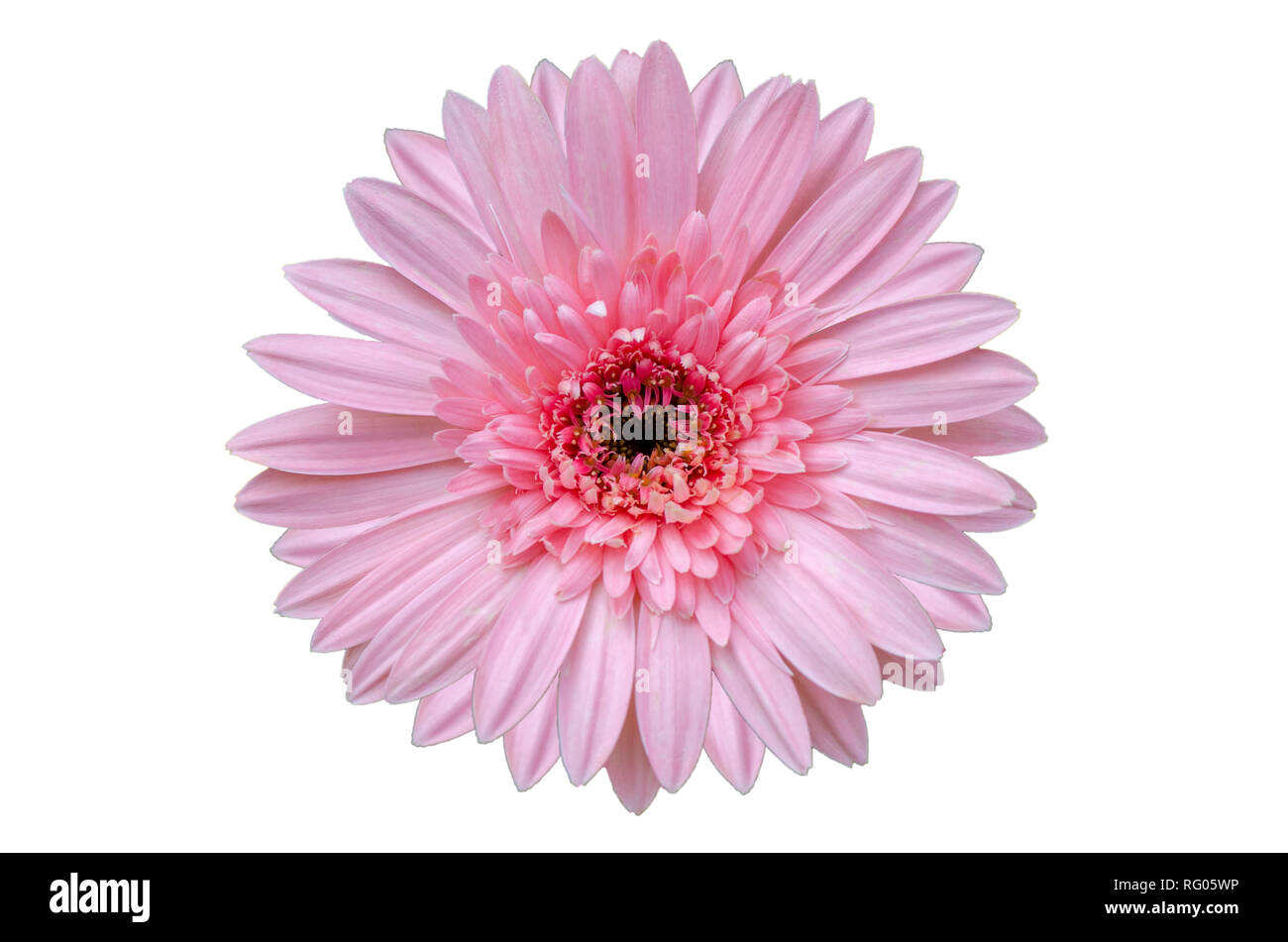 Pink flower Isolate White background Stock Photo