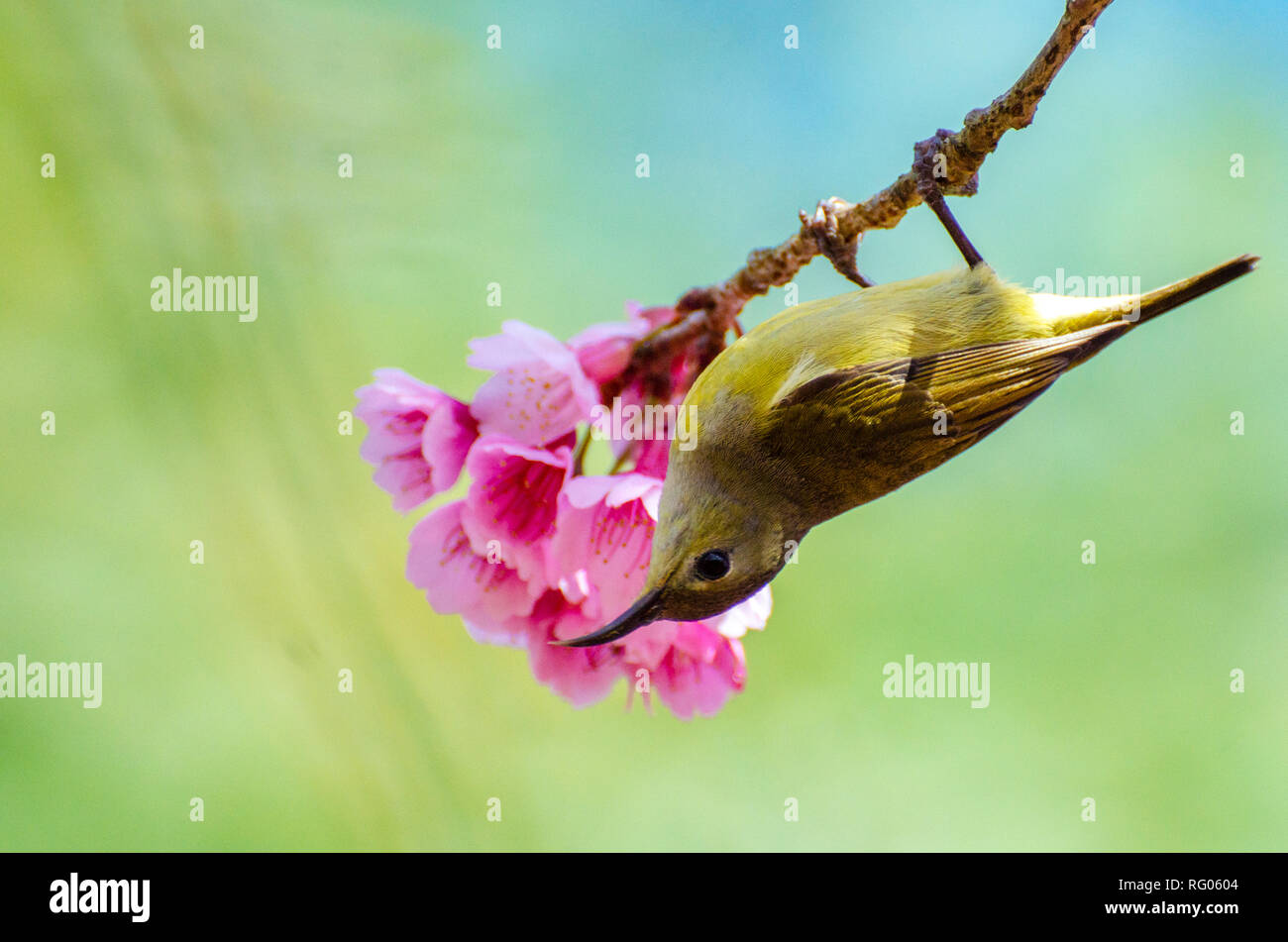 Green bird blue background perched on the cherry blossoms Stock Photo