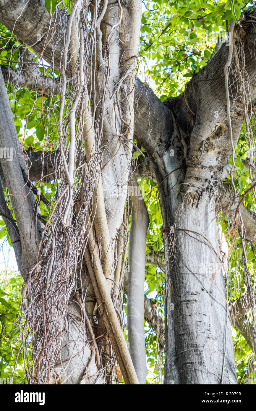 Beautiful Banyan Tree at Honolulu, Hawaii Stock Photo