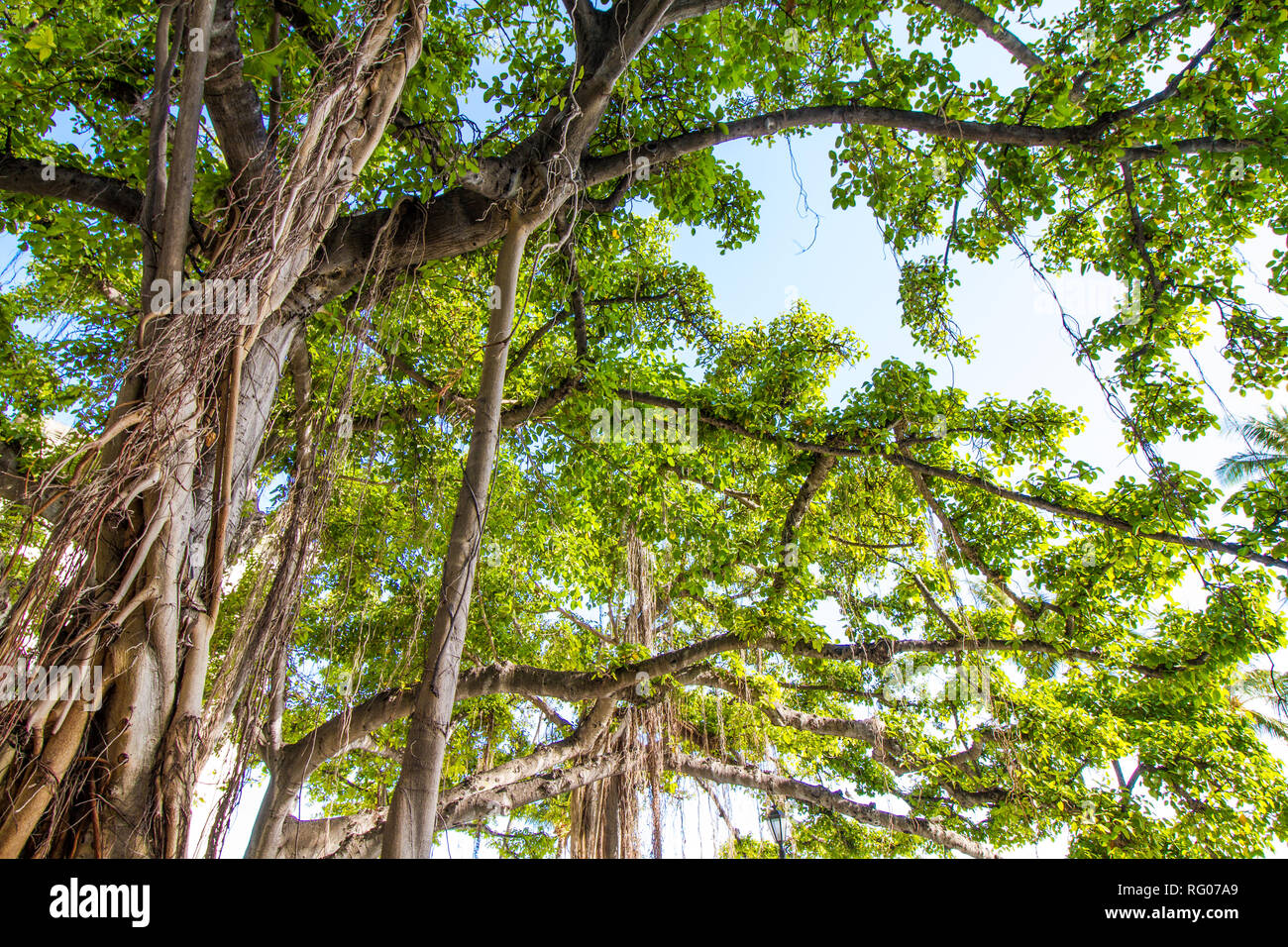 Beautiful Banyan Tree at Honolulu, Hawaii Stock Photo