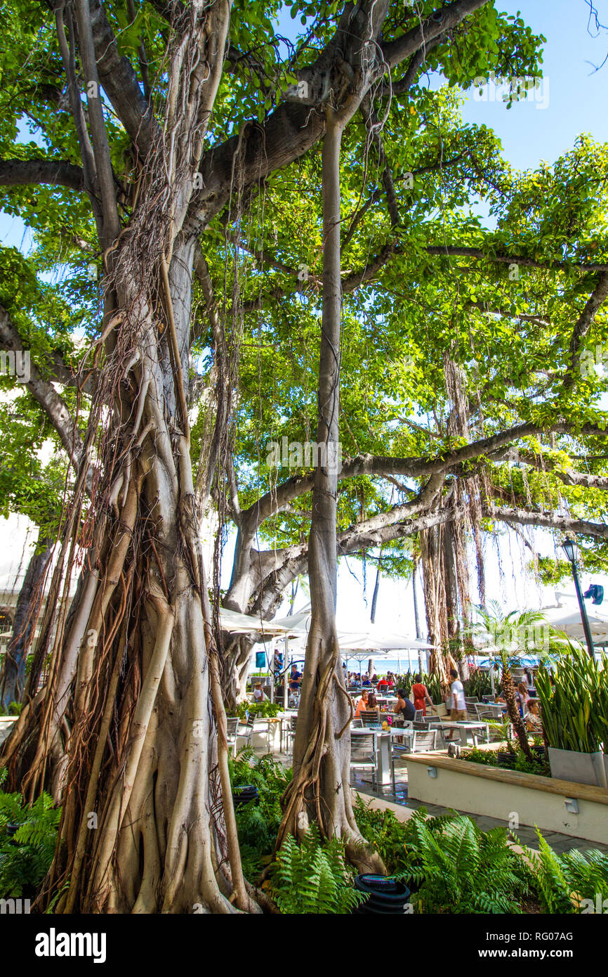 Beautiful Banyan Tree at Honolulu, Hawaii Stock Photo