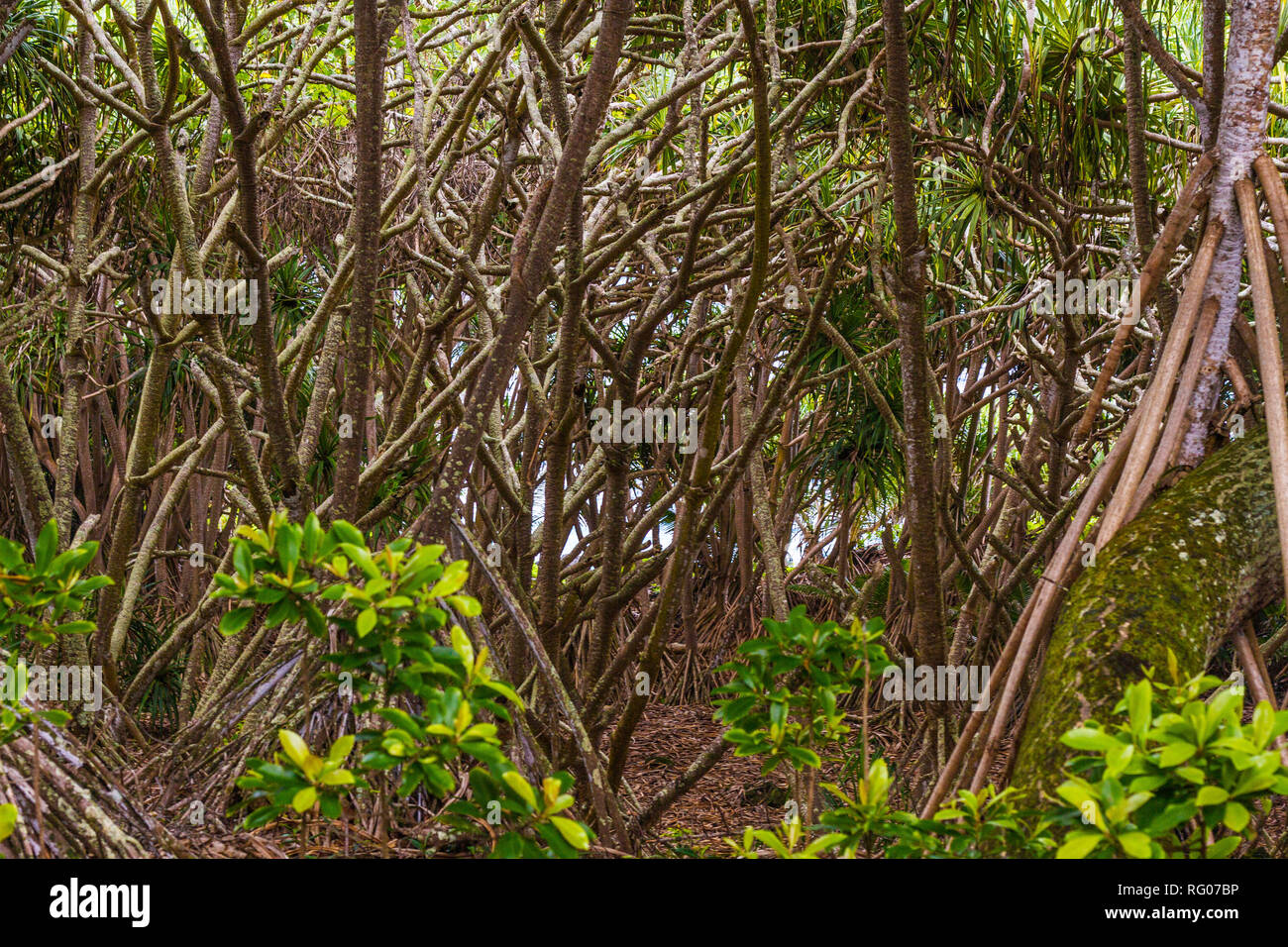 Coastal path through a mysterious forest at Maui, Hawaii Stock Photo