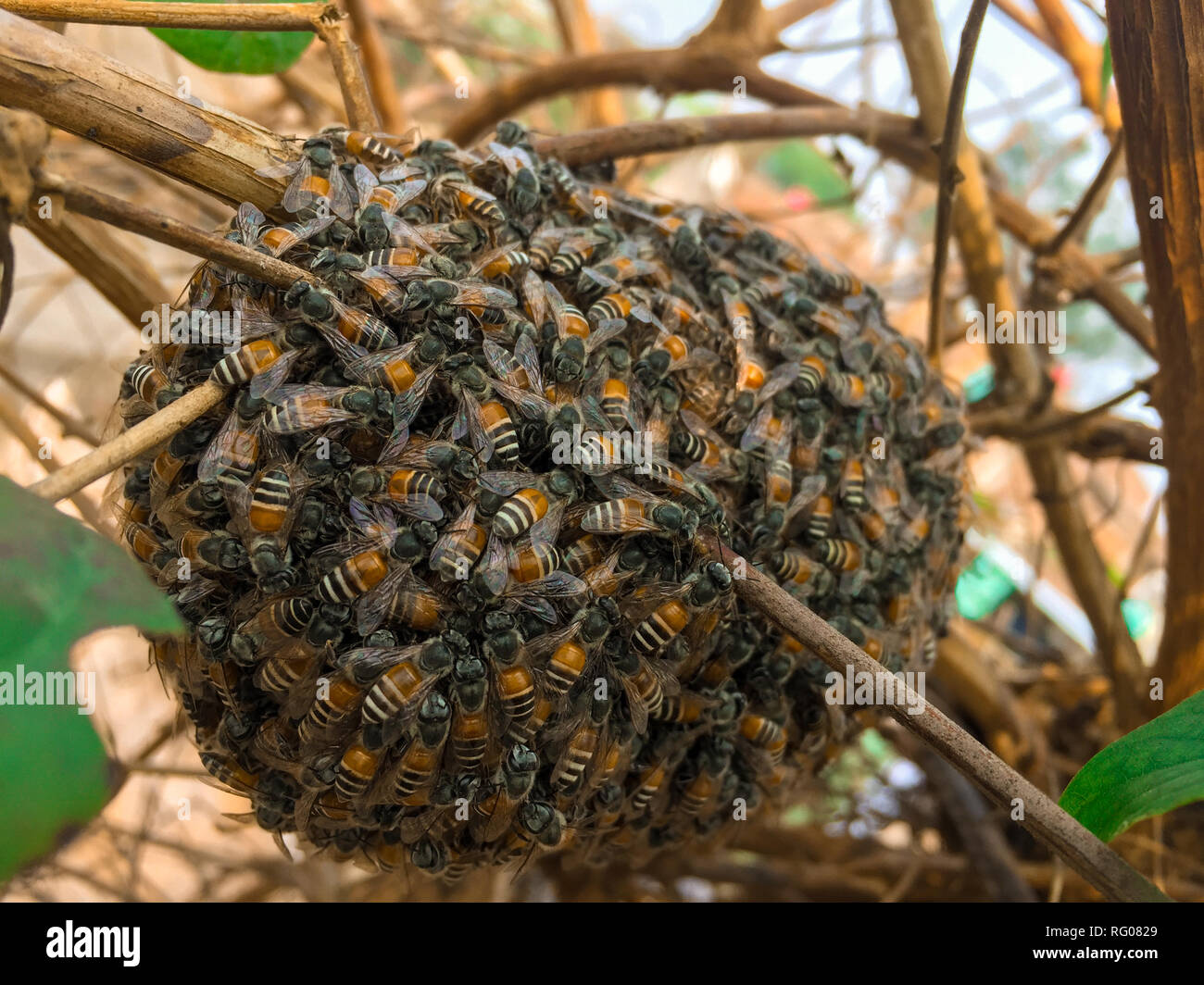 A Little Bee Nest Stock Photo Alamy A Little Bee Nest Stock Photo Alamy