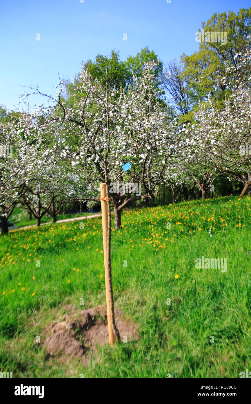 Apfelblute Blute Am Apfelbaum Im Offentlichen Obstgut Leisberg
