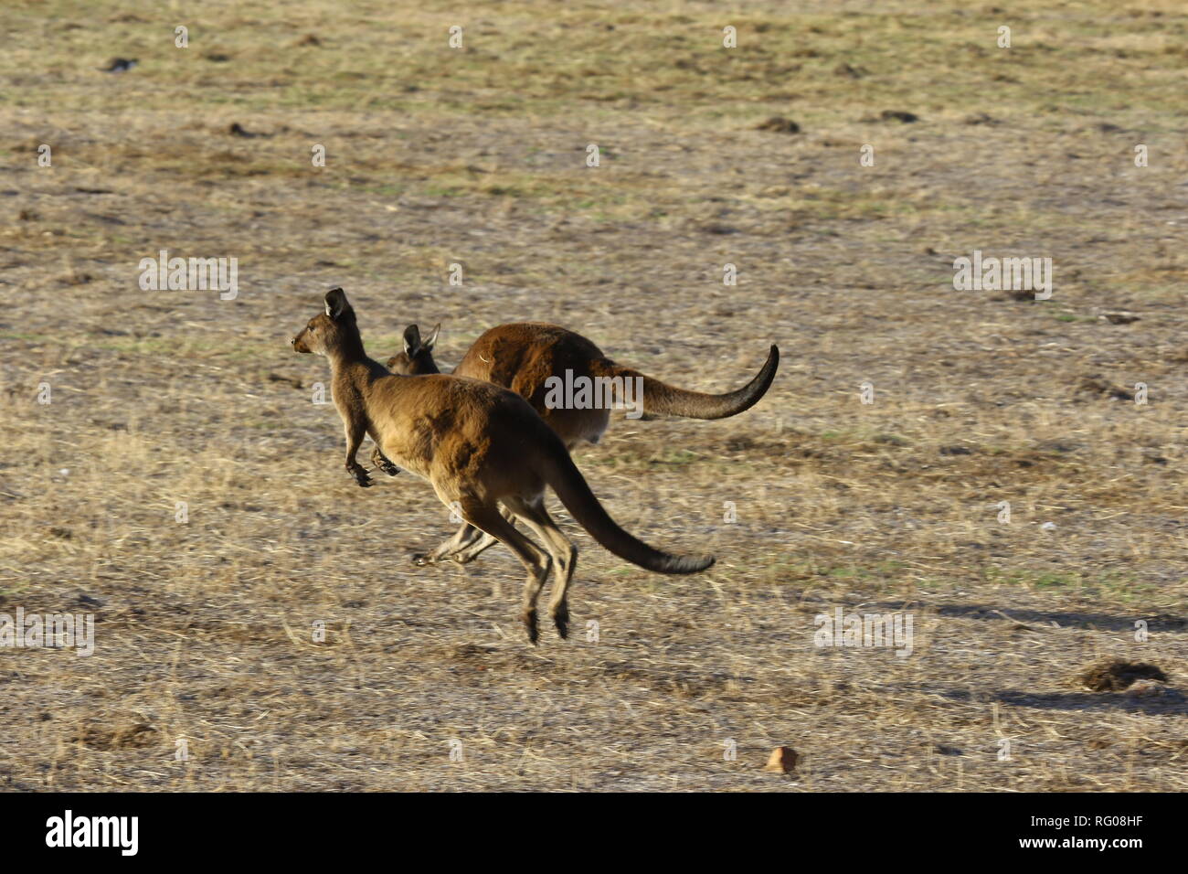 Australia Kangaroo on Kangaroo Island Stock Photo Alamy
