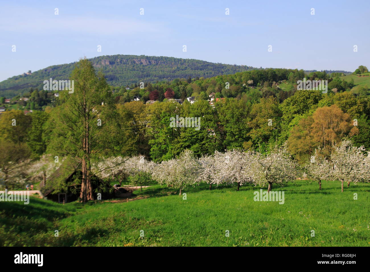 Apfelblüte, Blüte  im öffentlichen Obstgut Baden-Baden Lichtental, mit Blick auf die Battert Felsen Stock Photo