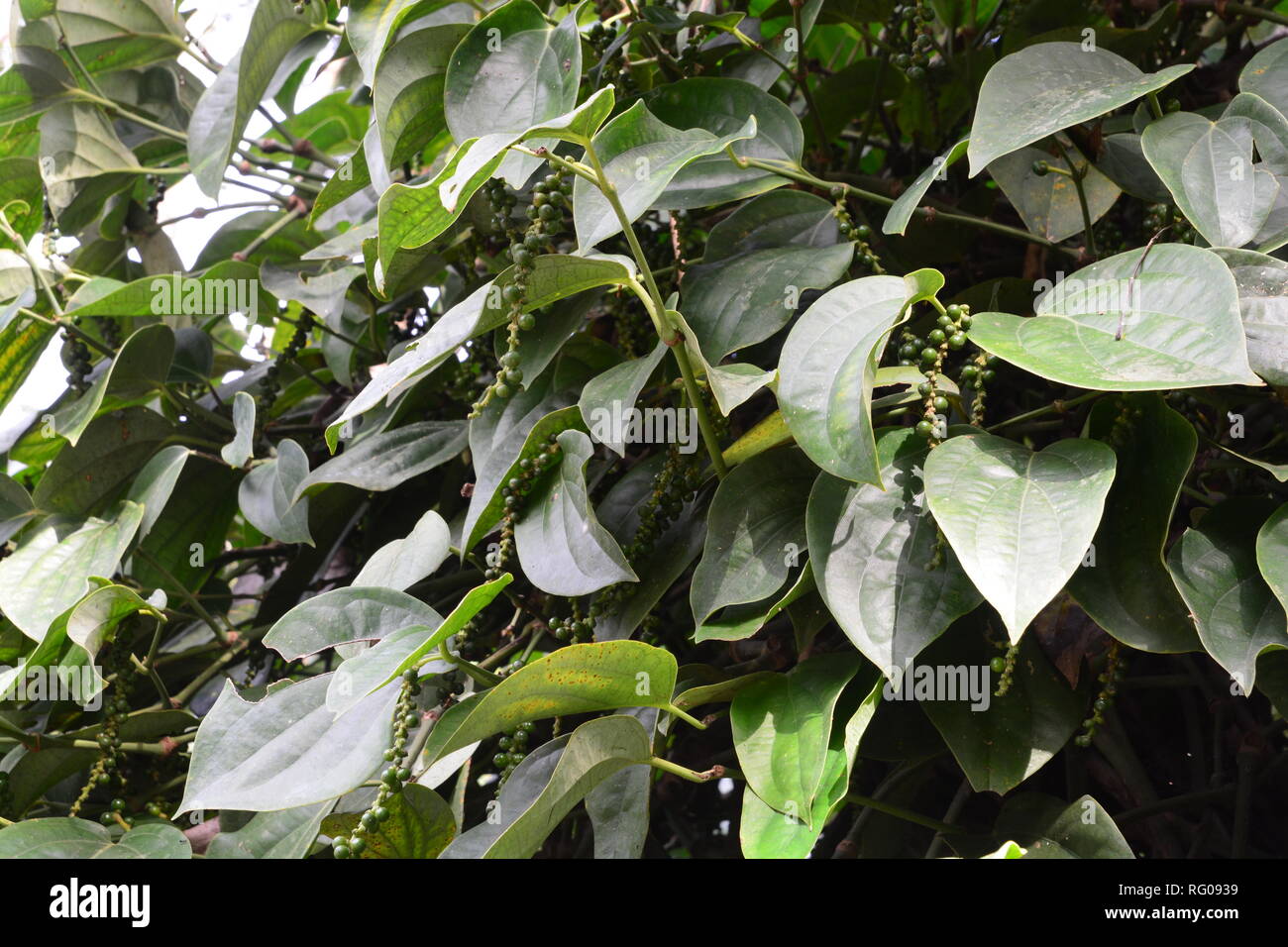 Black pepper plants on an organic pepper farm Kampot, Cambodia. On the plantation Stock Photo