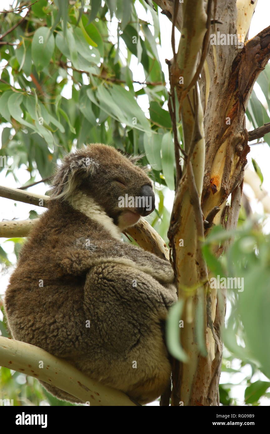 Koala Bear Australia Stock Photo Alamy