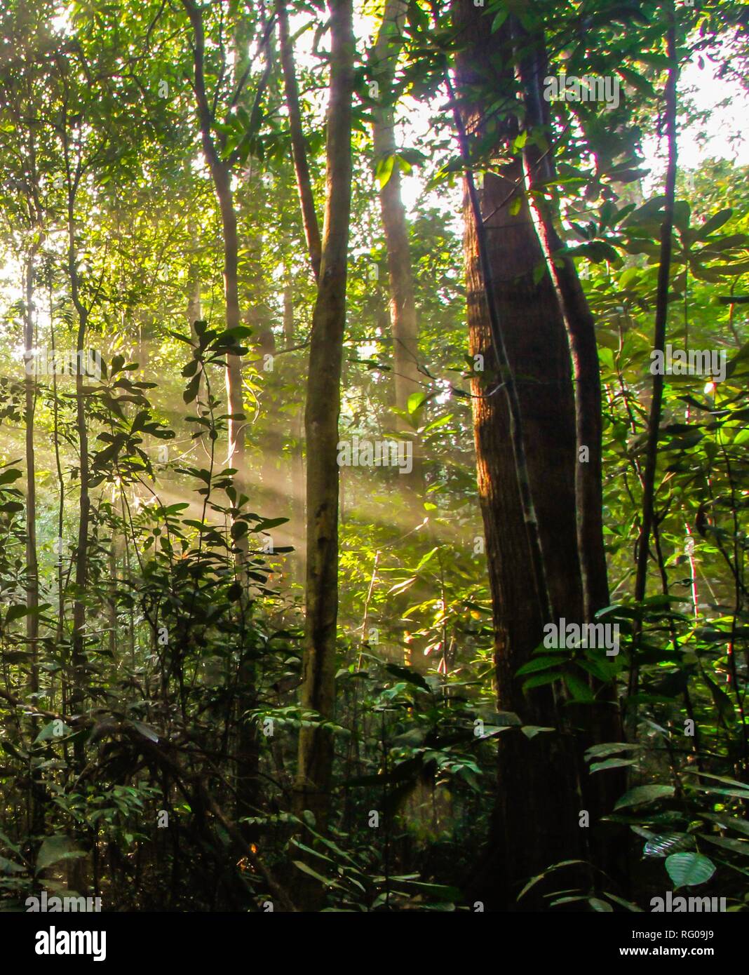 Tropical jungle exploration hi-res stock photography and images - Alamy