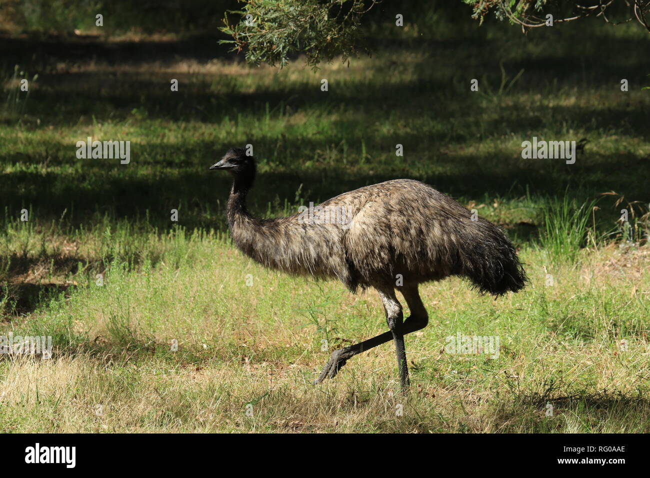 emu australia