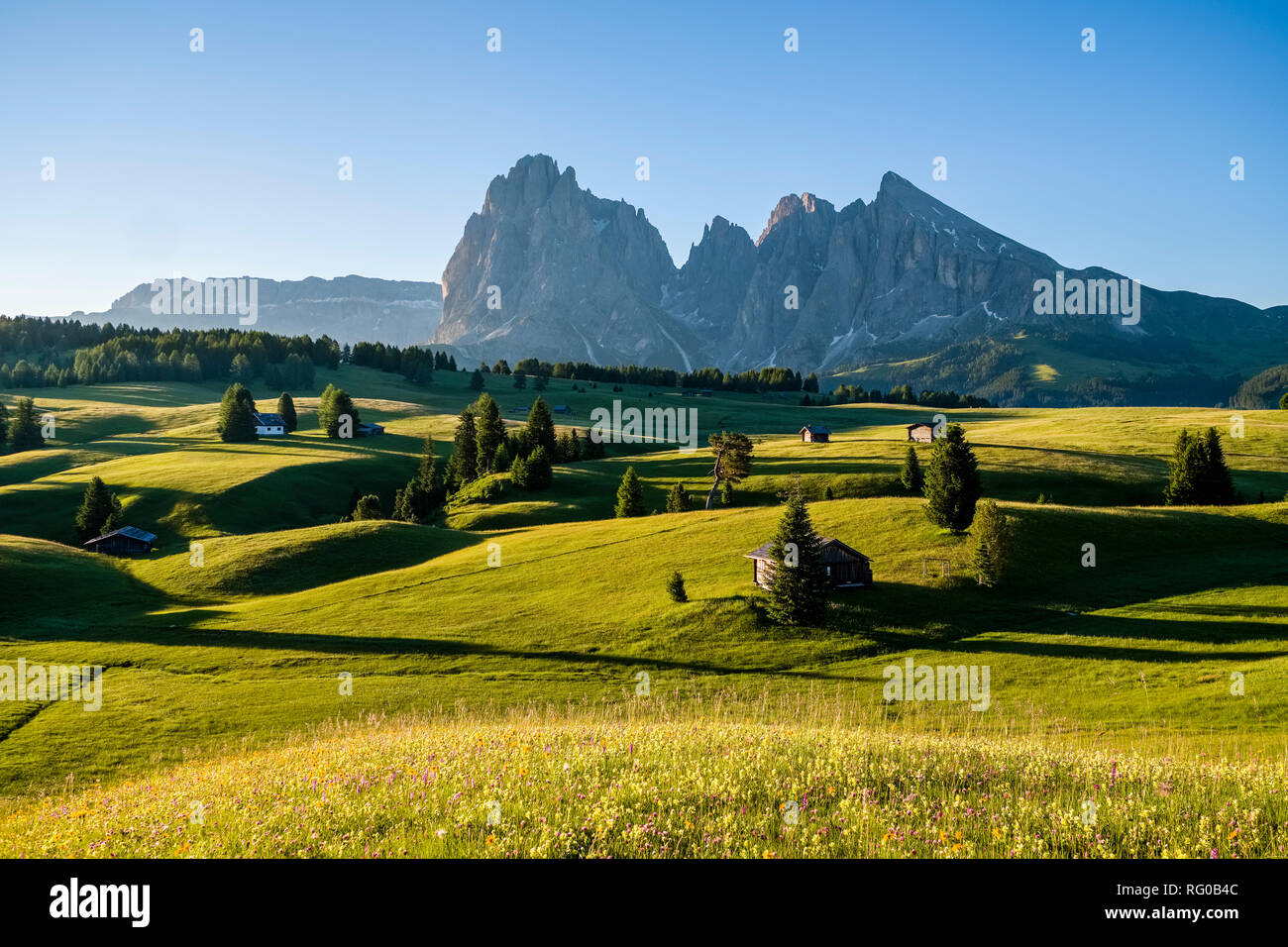 Hilly agricultural countryside with green pastures and trees at Seiser Alm, Alpe di Siusi, the mountain Plattkofel, Sasso Piatto, in the distance, at  Stock Photo