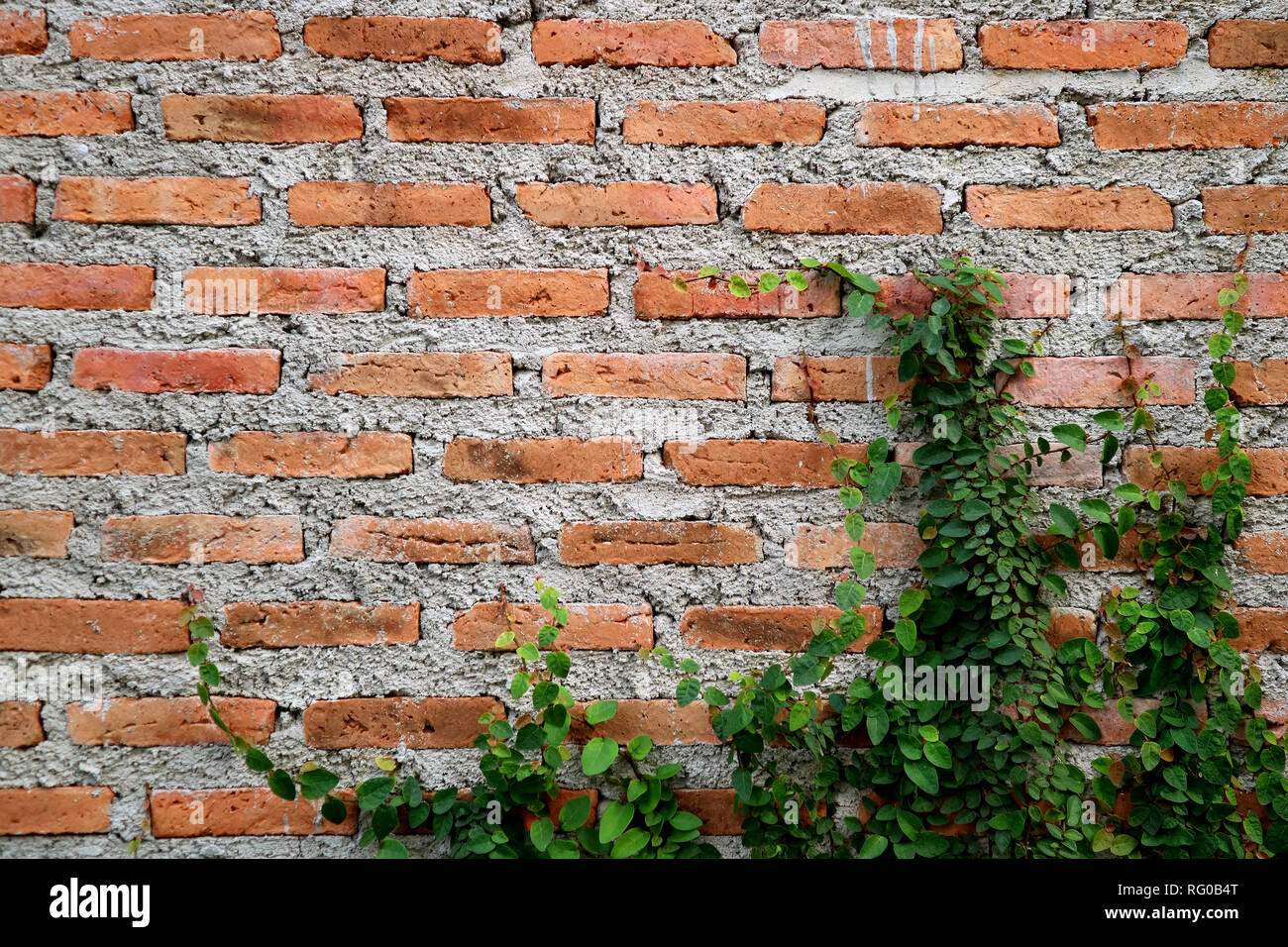 Old Brick Wall Plants Growing High Resolution Stock Photography and