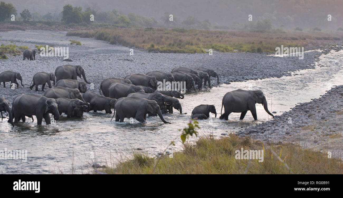 elephant family Stock Photo